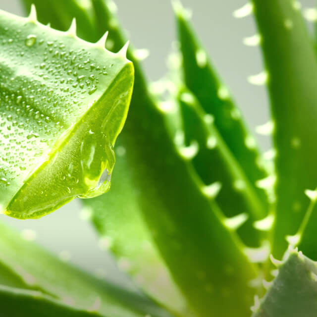Aloe y oliva Aloe