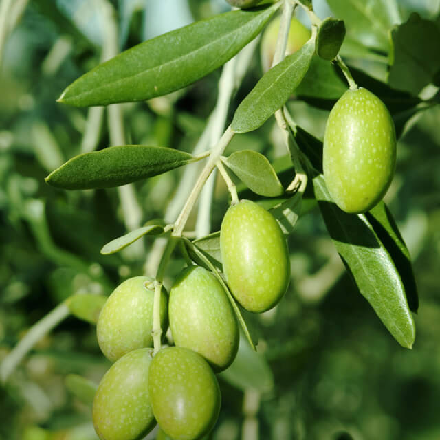 Oliva Oliva