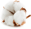 Algodon